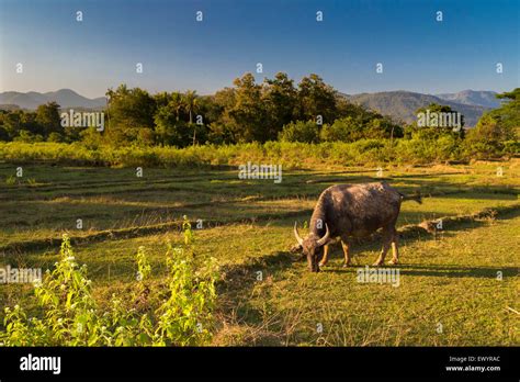 Water buffalo farming agriculture hi-res stock photography and images - Alamy