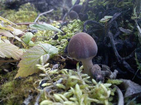 Alaska mushroom find, Need help identifying these please - Mushroom Hunting and Identification ...