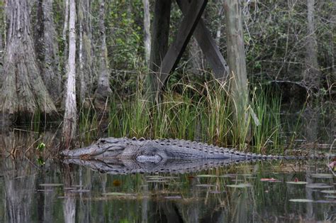 Gator Free Photo Download | FreeImages