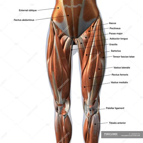 Female front leg muscles with labels on white background — gracilis ...