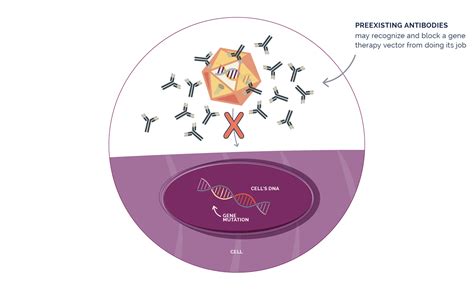 Gene Therapy in Duchenne | Duchenne.com