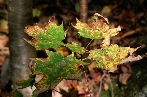 Bay Leaf Tree Gone Brown at Kevin Stoddard blog