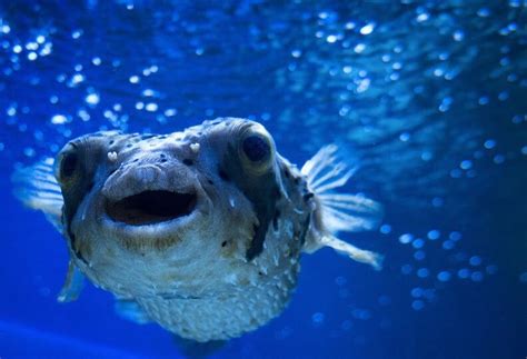 Blobfish: Description, Pictures, Fun Facts I TheFishAdvisor