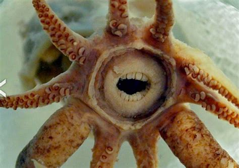 gobfaced squid | Deep sea creatures, Weird animals, Weird looking animals