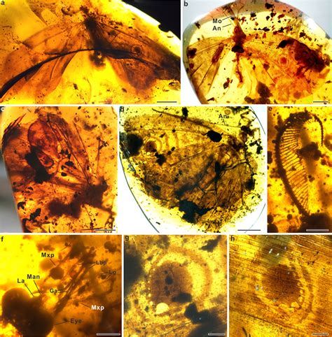 Pollination insects played a crucial role in plant evolution - Earth.com