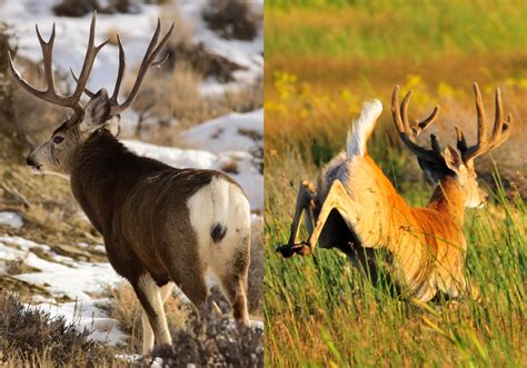 Mule Deer vs. Whitetail Deer: How to Tell Them Apart | Outdoor Life