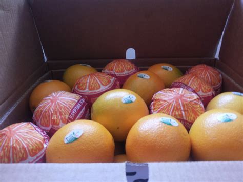 Navel Orange | Fruit Link Fresh Produce