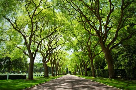 Will Mature Trees Hurt Property Value? - Warner Tree Service