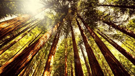 Muir Woods National Monument Wallpapers - Wallpaper Cave