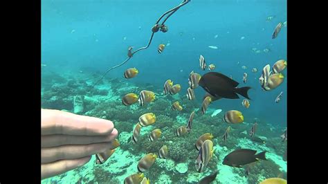 Snorkeling- Gili Air island - YouTube