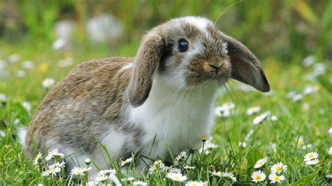 Cute White And Brown Rabbit Is Sitting On Green Grass Around Flowers In ...