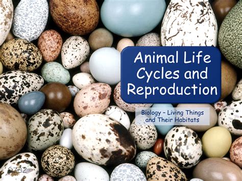 Animal Life Cycles and Reproduction - Presentation | Science 4th Grade