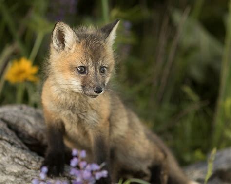 "Baby Red Fox" by Matthew Kochel JJ In A Jayco | Redbubble