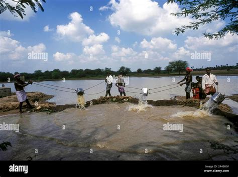 Traditional conventional irrigation from a tank with a tin, Tamil Nadu ...