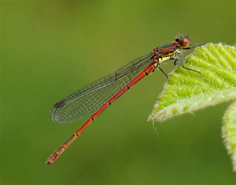 Large Red Damselfly - British Dragonfly Society