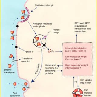 (PDF) Function and regulation of transferrin and ferritin