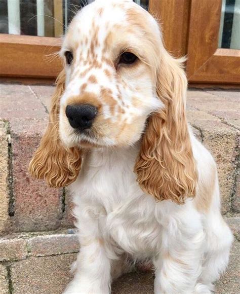 Orange roan in 2020 | English cocker spaniel puppies, Dogs, Spaniel puppies