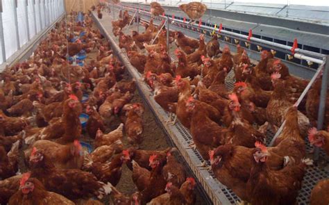 Egg farming in Canada | Egg production | Egg-laying chickens