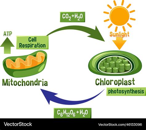 Cellular Respiration Diagram - vrogue.co