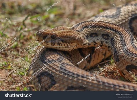 Indias Most Poisonous Snake Russell Viper Stock Photo 2219722275 ...