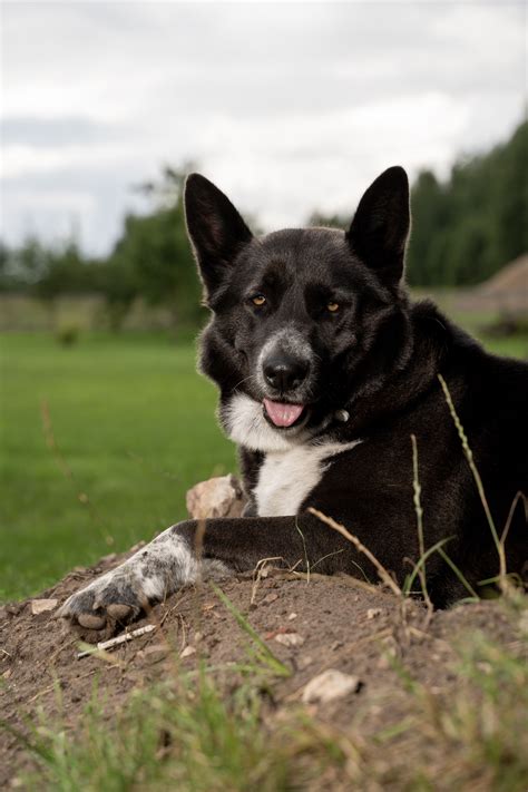 Karelian Bear Dog: A Majestic Breed of the North