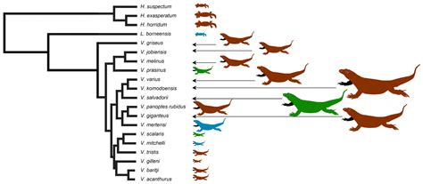 Toxins | Free Full-Text | Enter the Dragon: The Dynamic and Multifunctional Evolution of ...