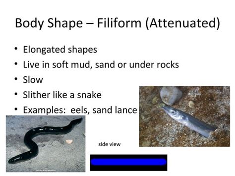 Fish morphology powerpoint