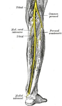 Tibial Nerve Innervation, Branches & Function | Study.com