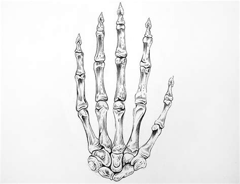 Left Skeleton Hand Drawing