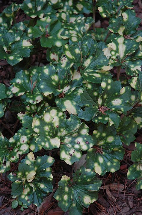 Variegated Leopard Plant (Farfugium japonicum 'Aureomaculatum') in Richmond Fairfax Loudoun ...