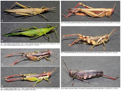 Celebrating Singapore's BioDiversity!: Grasshoppers in our 'wastelands'