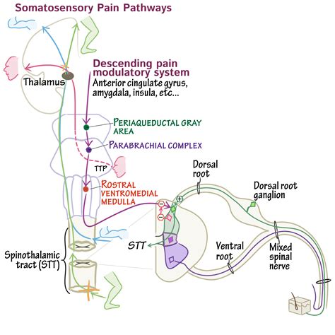 Spinothalamic Tract Pain