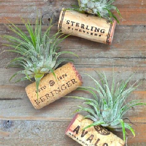 51 Most Amazing Air Plant Display Ideas - Gardening Viral