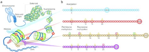 Chromatin structure and histone modifications at N-terminal histone ...