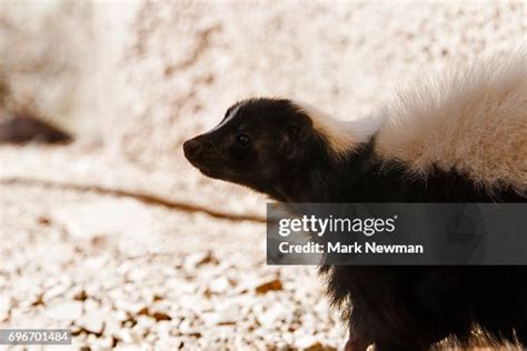 Hooded Skunk High-Res Stock Photo - Getty Images