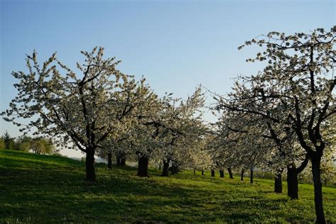 Premium Photo | View of cherry blossom trees in field