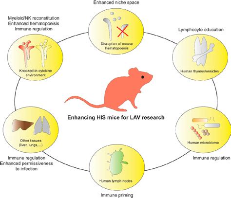 Enhancing human immune system mice for LAV research. Schematic ...