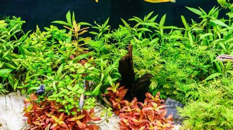 Best Aquarium Background Plants