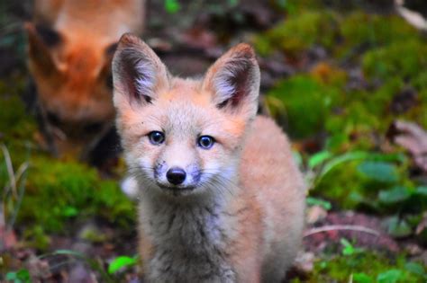 Red Fox Cub by AMMPhotography on 500px | Fox pups, Fox cub