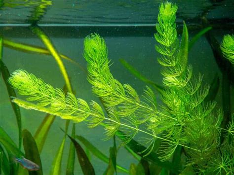 The 10 Best Aquarium Plants For Goldfish (That Will Survive) – Aquarium Genius