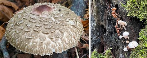 Forest From The Fungi — Geoff Puckett Group