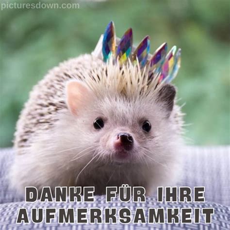 Danke für eure aufmerksamkeit bild Igel