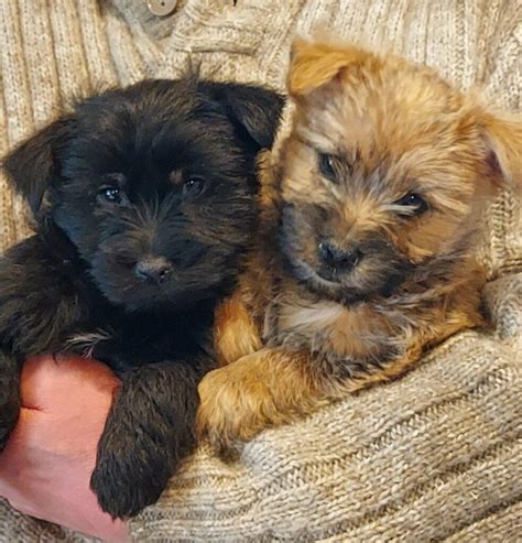 Cairn Terrier Puppies | in Turriff, Aberdeenshire | Gumtree