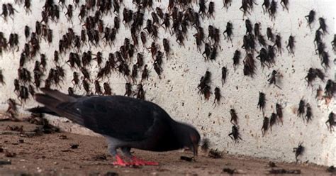 Cricket infestation is causing a stink in Waco | News | Dallas News