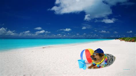 Dog On Beach wallpaper | animals | Wallpaper Better