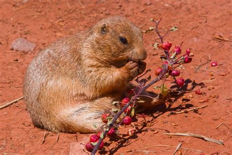 A prairie dog eating stock image. Image of meal, rodent - 10707607