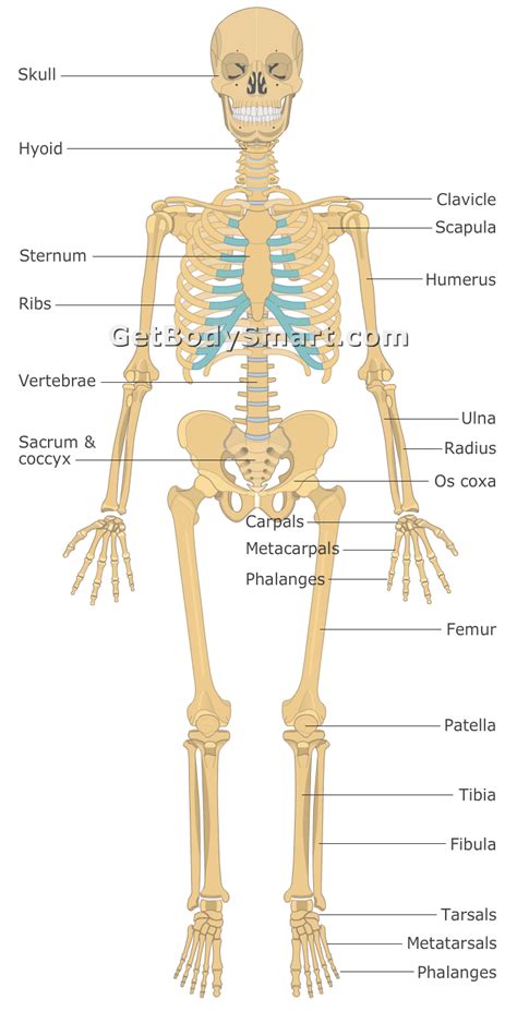 Major Bones Of The Axial Skeleton