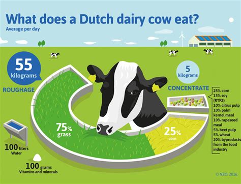 How Much Silage Does A Cow Eat Per Day - All About Cow Photos