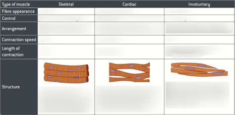 M5: B13.9: Voluntary & Involuntary Muscles Diagram | Quizlet