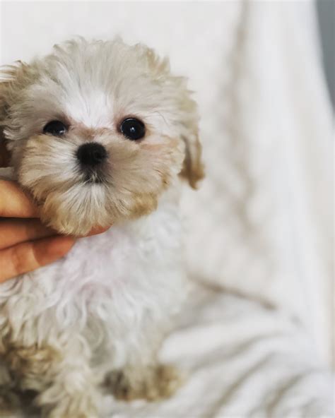 Teacup Maltipoo Puppy! Male - iHeartTeacups